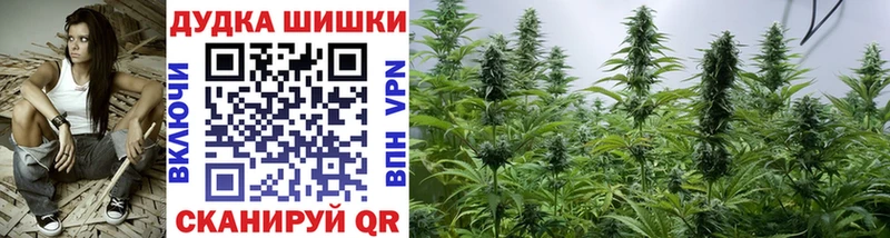 Канабис сатива  где продают наркотики  Сланцы 